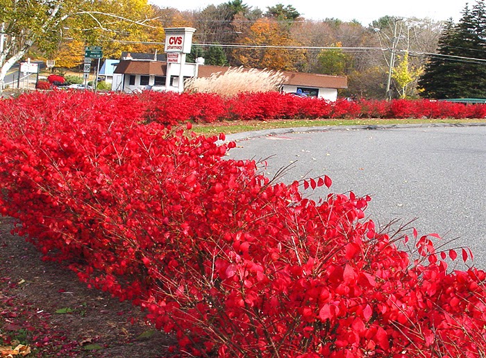springfield plateau burning bush springfield plateau burning bush