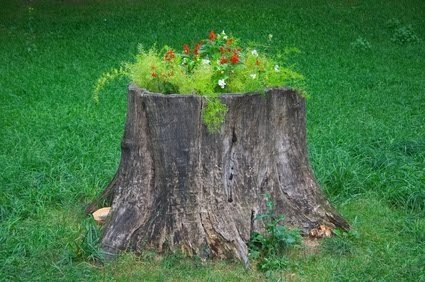 tree stump stumps yard planter trees flowers planters garden around flower carolina trunk ehow planted