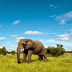 Botswana safari tours destination for traveler 