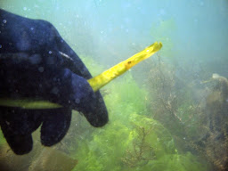 O ACUARIO DE IÑAKI: CURSO FÁCIL