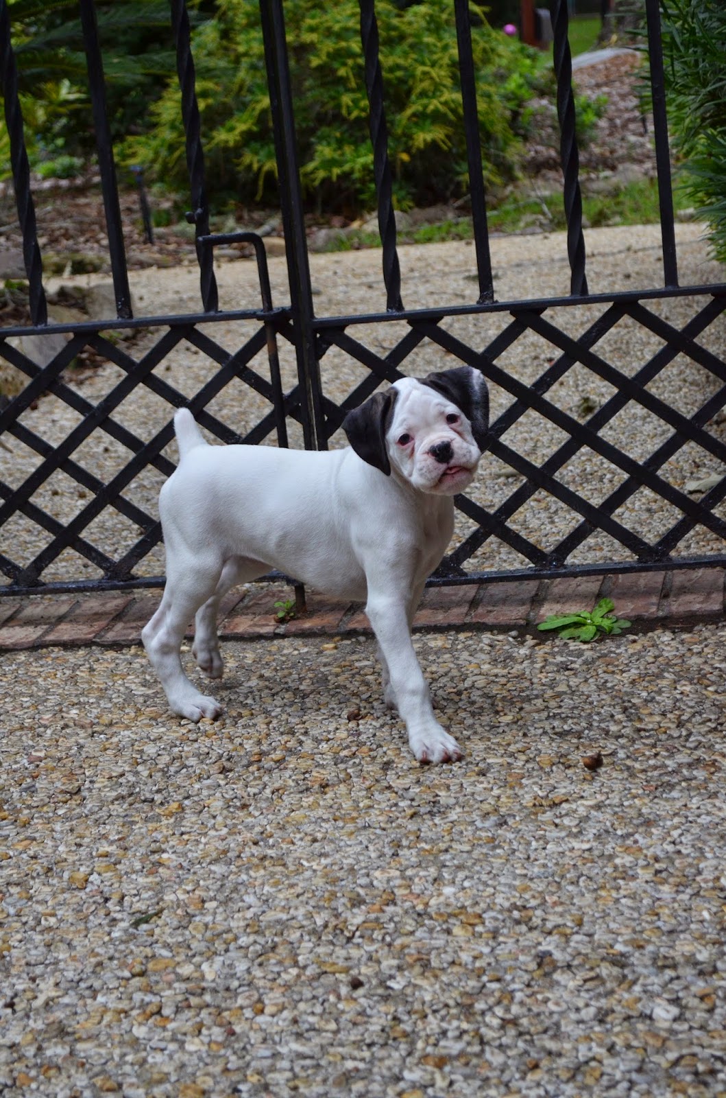 Boxers Female White Boxer Puppies are Available In South Carolina