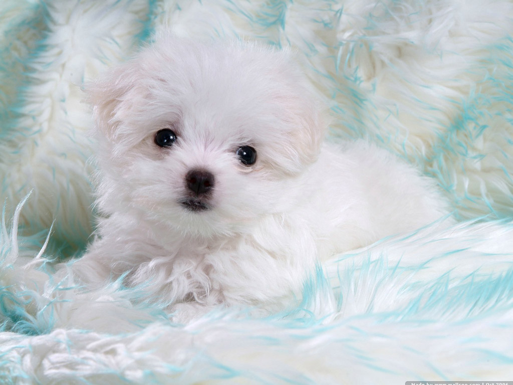 Baby Dog High Quality Wallpapers Free Download Wallpapers Photosz