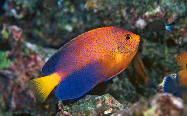 pictures of interruptus angelfish