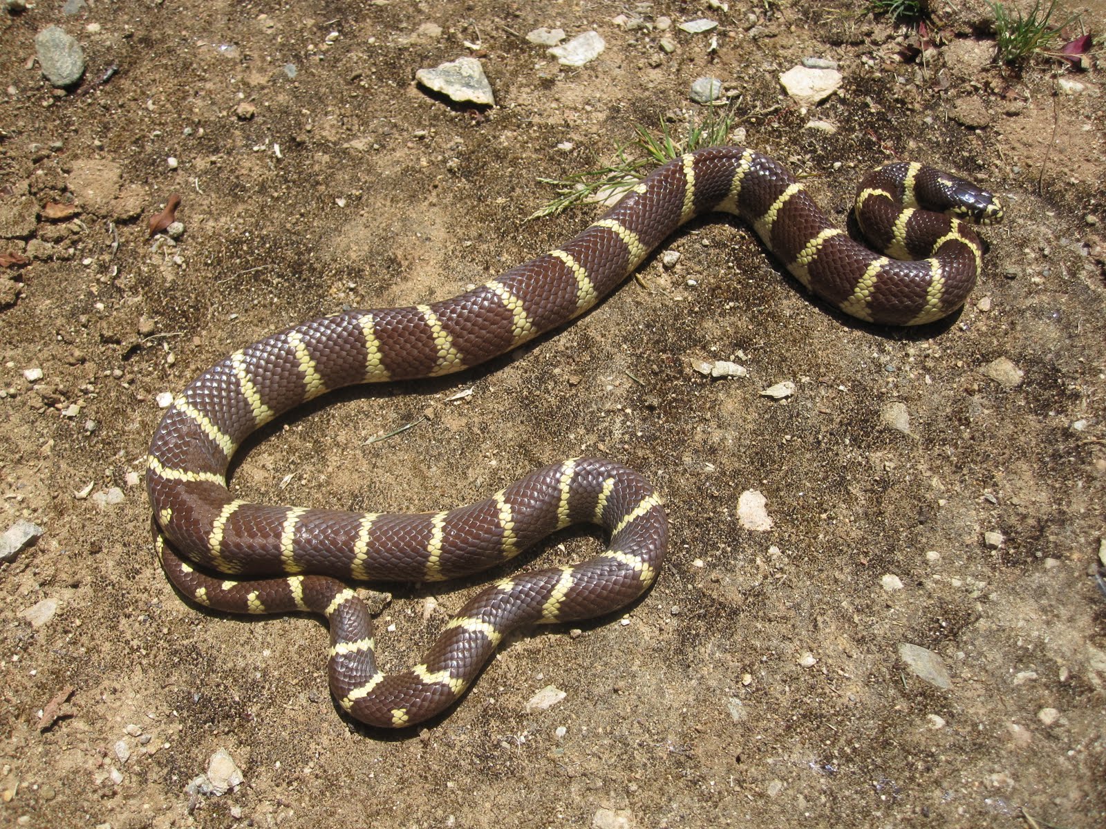 Cannundrums California Kingsnake