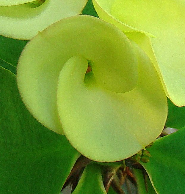 DiscoverSriLanka SRI LANKA FLOWERS [ CACTUS ]