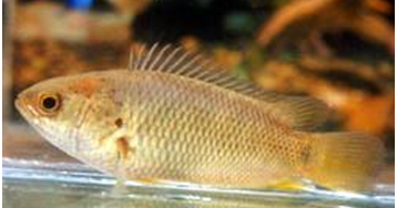 Info Ikan Puyu Rahsia Pembenihan Ikan Puyu Info Ikan Puyu Rahsia Pembenihan Ikan Puyu