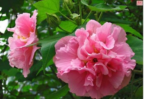 Plantas y flores Jardin clima templado-húmedo
