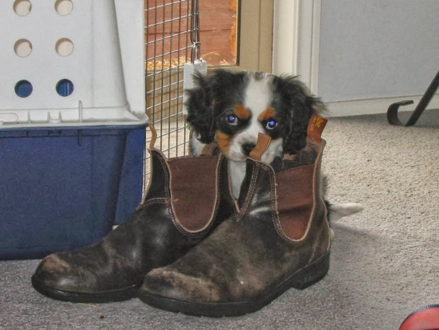 12 Adorable Puppies Who Can't Figure out What They Are Doing in Long