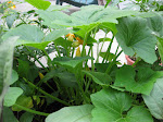 First Squash Blossoms