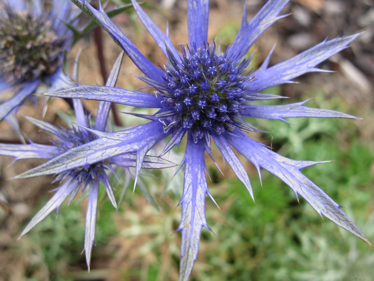 There Are Lots Of Plants Beginning With E In Flower At The Moment But Which One There Are Lots Of Plants Beginning With E In Flower At The Moment But Which One