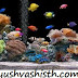 Aquarium According To Feng Shui | Feng Shui Fish for Wealth |  Feng Shui Aquarium 
