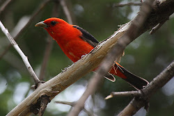 Scarlet Tanager