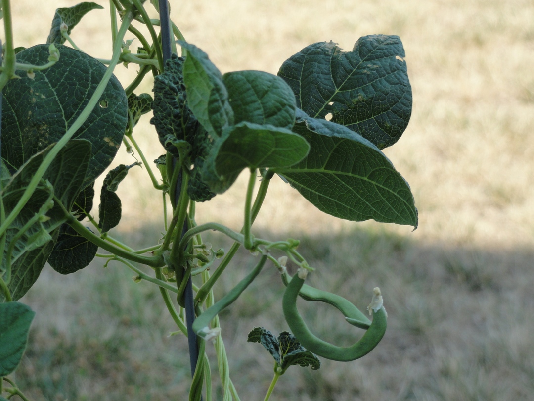 Garden of Aaron July 2012