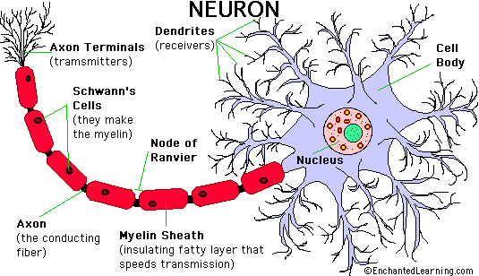 Gambarlah Neuron Tentukan Bagian Bagiannya Gambarlah Neuron Tentukan Bagian Bagiannya