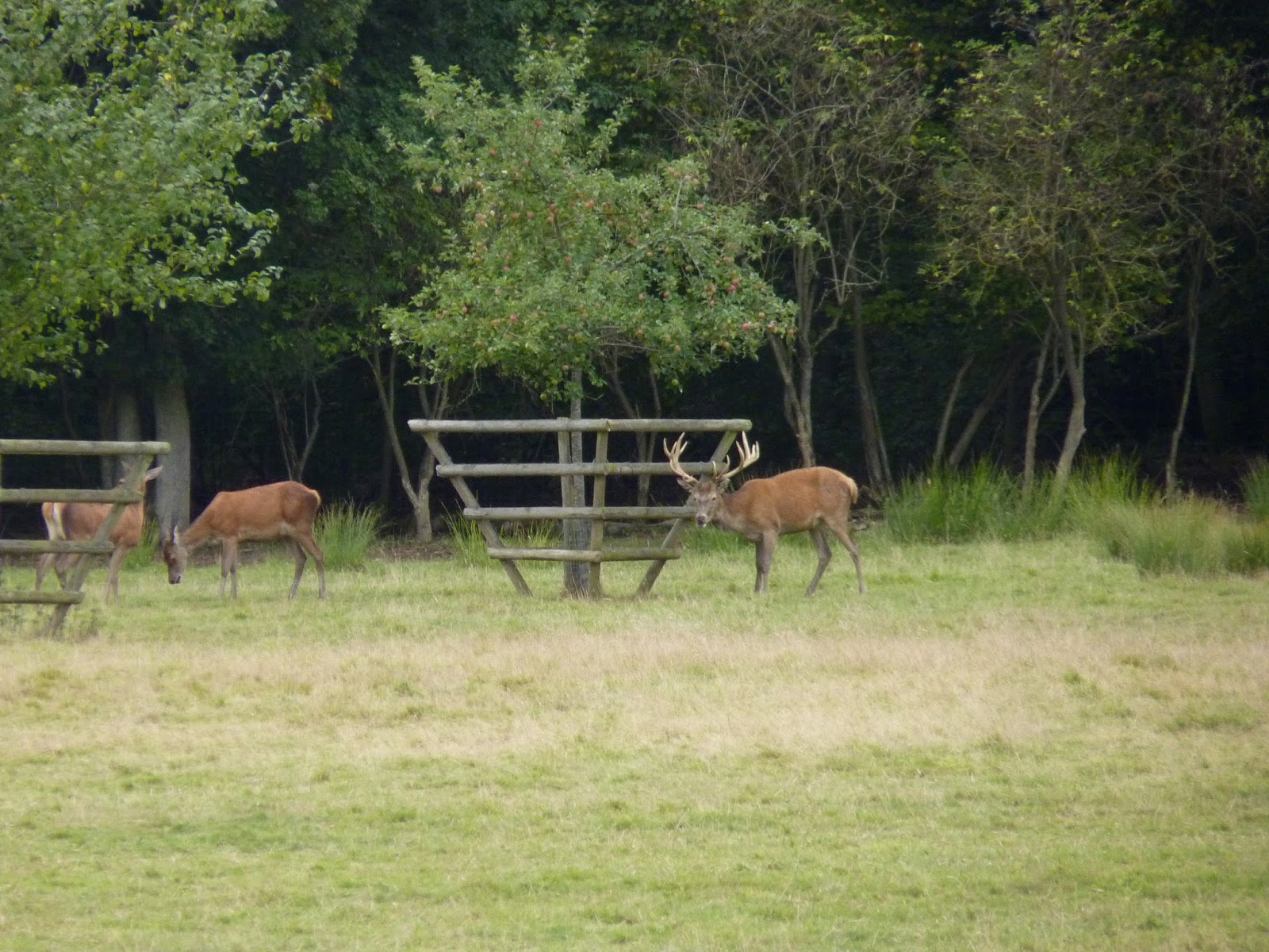tree guards deer