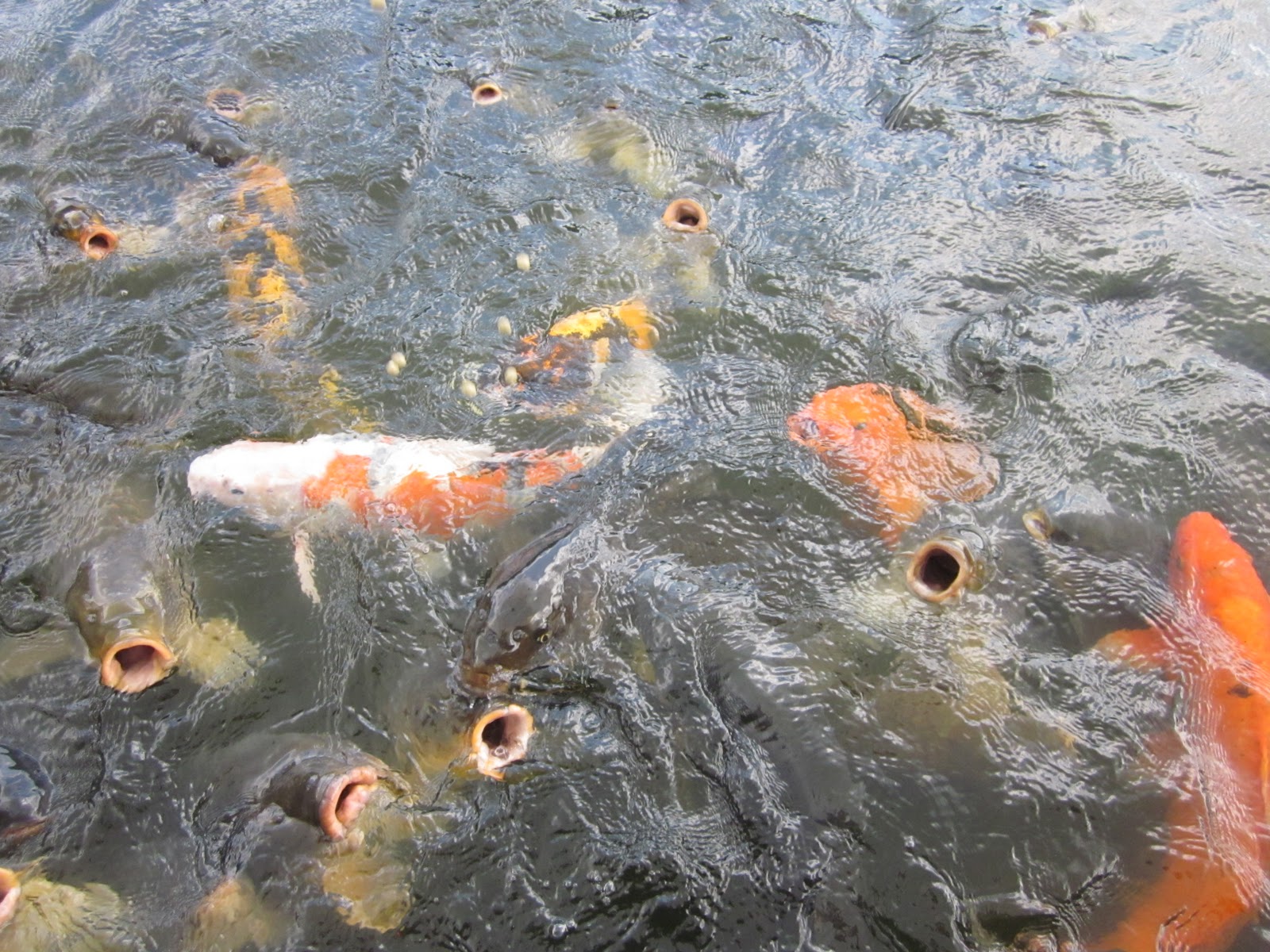 Enjoying Life With 4 Kids Feeding the Carp at the Okinawa Zoo