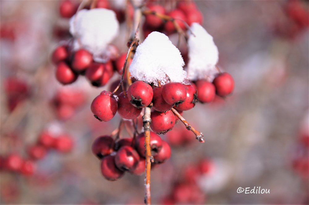 fruits rouges d'hiver