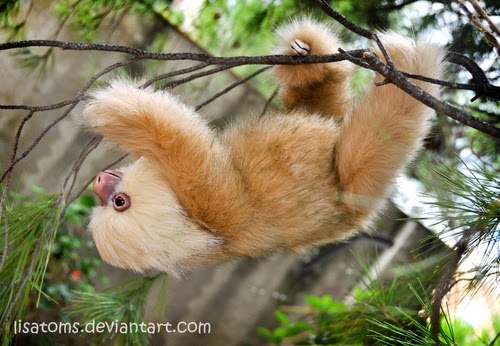 15-Hoffmans-Two-Toed-Sloth-Lisa-Toms-Maker-of-Mythical-Creatures-and-Pet-Dolls-www-designstack-co