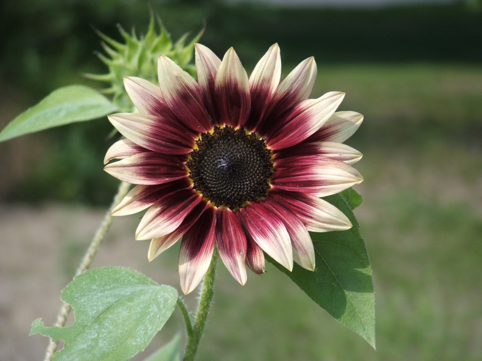 God's Growing Garden "Cherry Rose" Sunflower