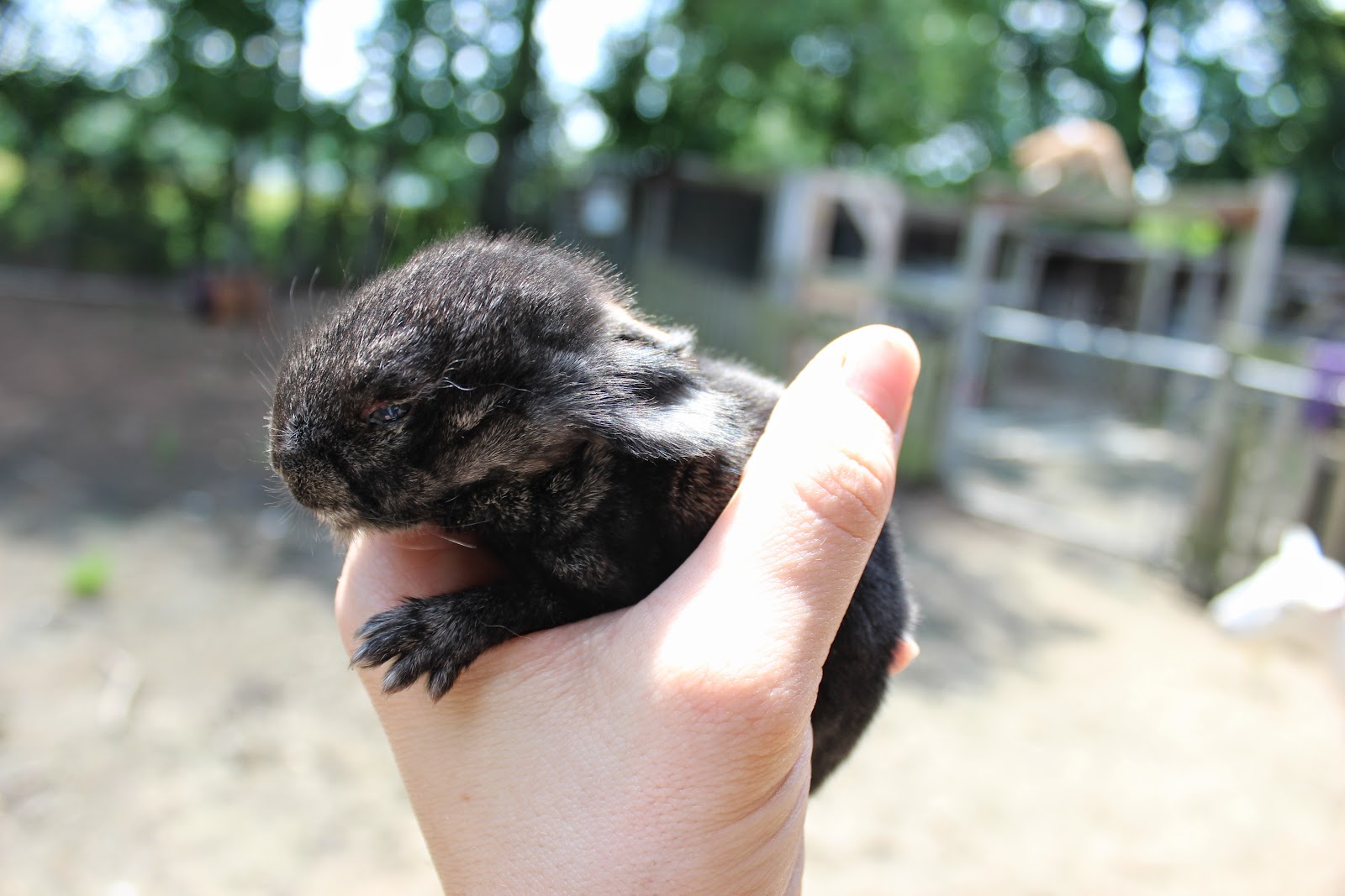 HighTail Farms Bunny Rearing Part 2