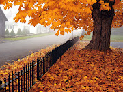 Hermoso árbol en la bella época de otoño. Fotografía de un bello árbol lleno . hermoso ã¡rbol en la bella ã©poca de otoã±o