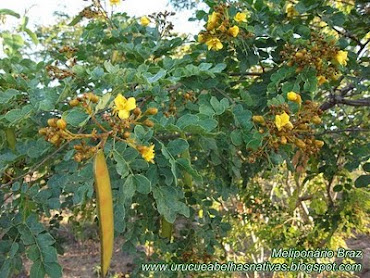 Flores de catingeira.