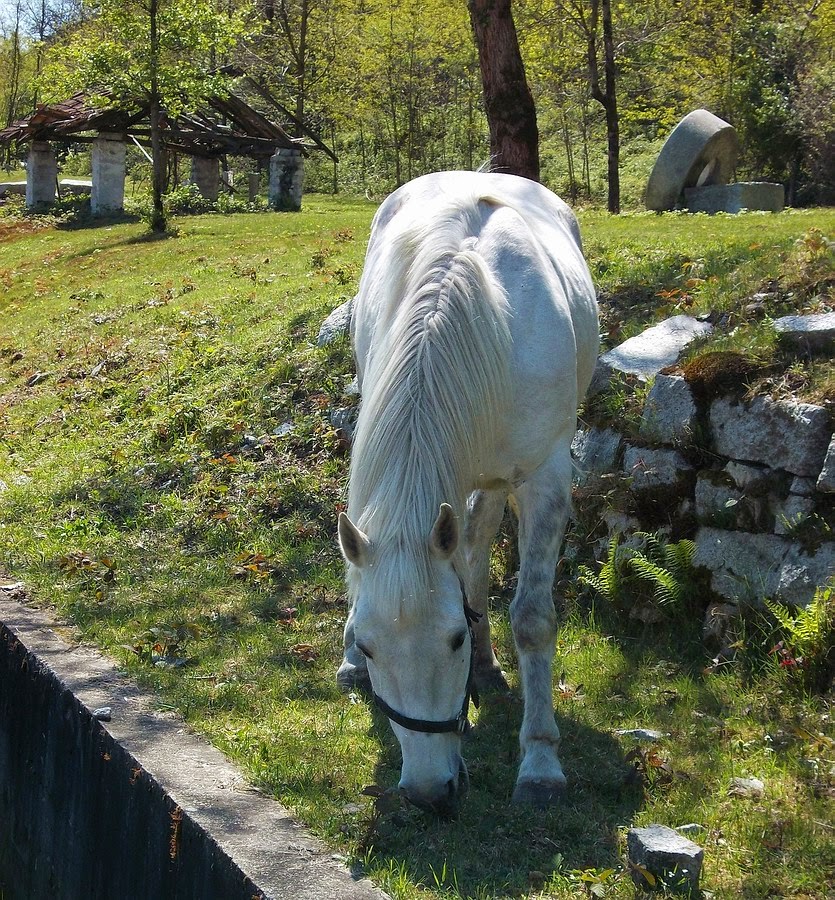 Veri aMICI Cavallo + pony