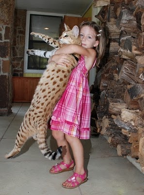 most expensive around the world: Savannah cat