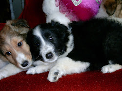 Sheltie pups