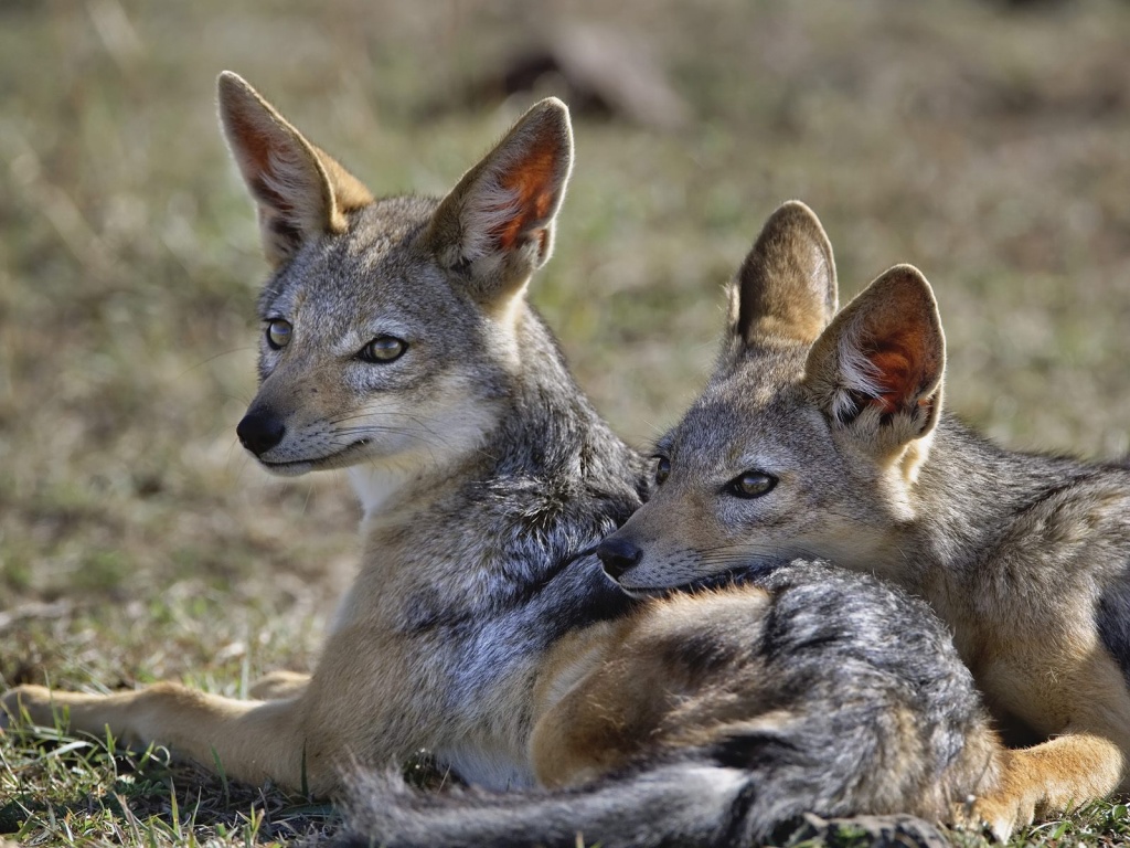 Download We Love Nature And Creatures Jackals Jackals Hd Wallpapers HD Get Wallpaper We Love Nature And Creatures Jackals Jackals Hd Wallpapers For Free