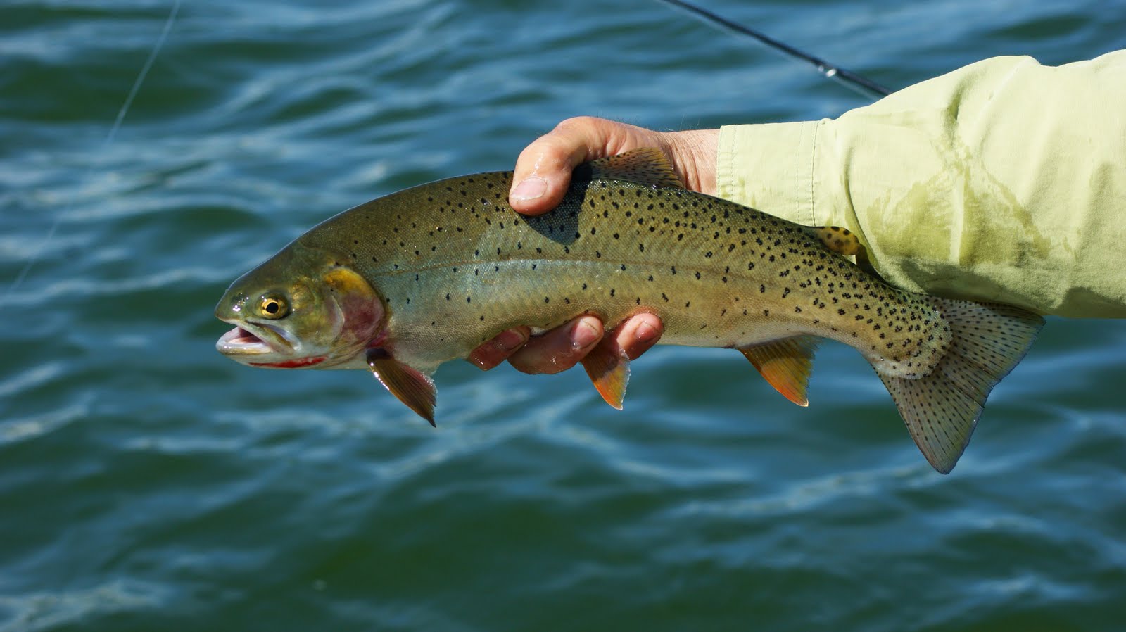 CCflyfishing Stillwater fly fishing on Idaho's Henry's Lake
