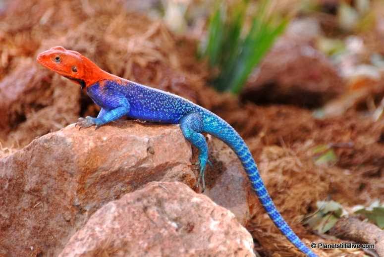 tori's blog (MADE IN NIGERIA) A Day In The Life; An Agama Lizard!