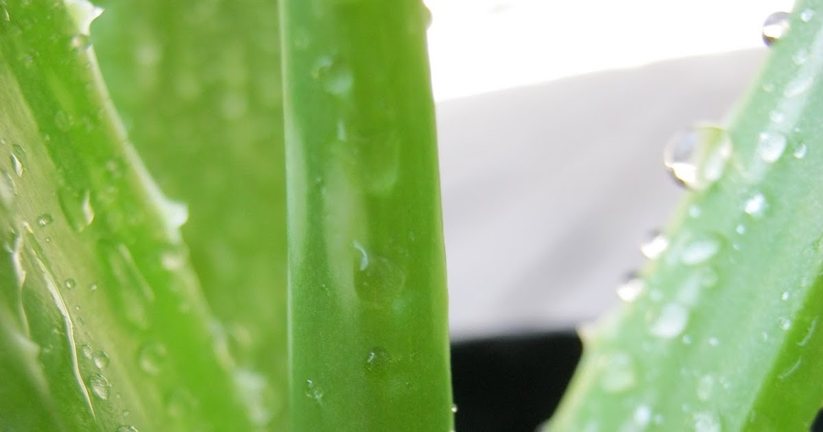 DIY Love Mama's Aloe Vera Conditioner