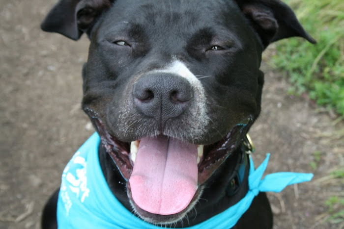 close up shot of a big black pit bull with a white streak near his nose, his eyes are squinting and he has his mouth open and tongue hanging out in a big expressive grin