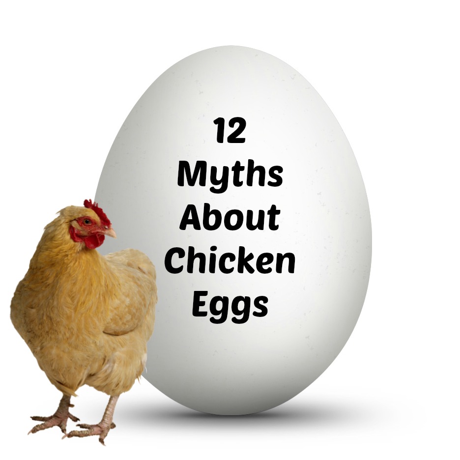 12 Myths About Chicken Eggs The (mis)Adventures of a Homesteadin' Mama