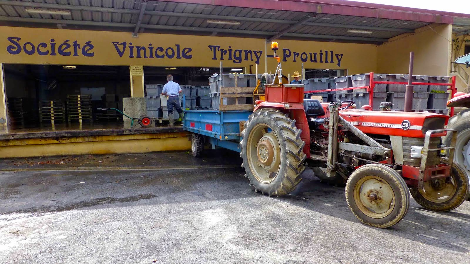 Le tracteur apporte les raisins au pressoir