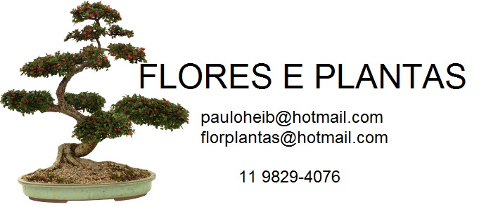 Flores & Plantas