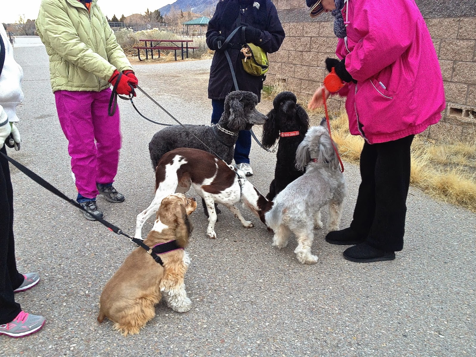 January's Dog Pack Gathering