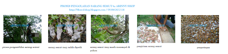 PROSES PENGOLAHAN SARANG SEMUT