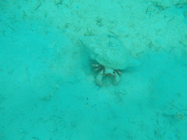 wild hermit crab nassau, bahamas