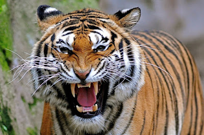Angry Tiger Face Pictures Angry Tiger Face Pictures