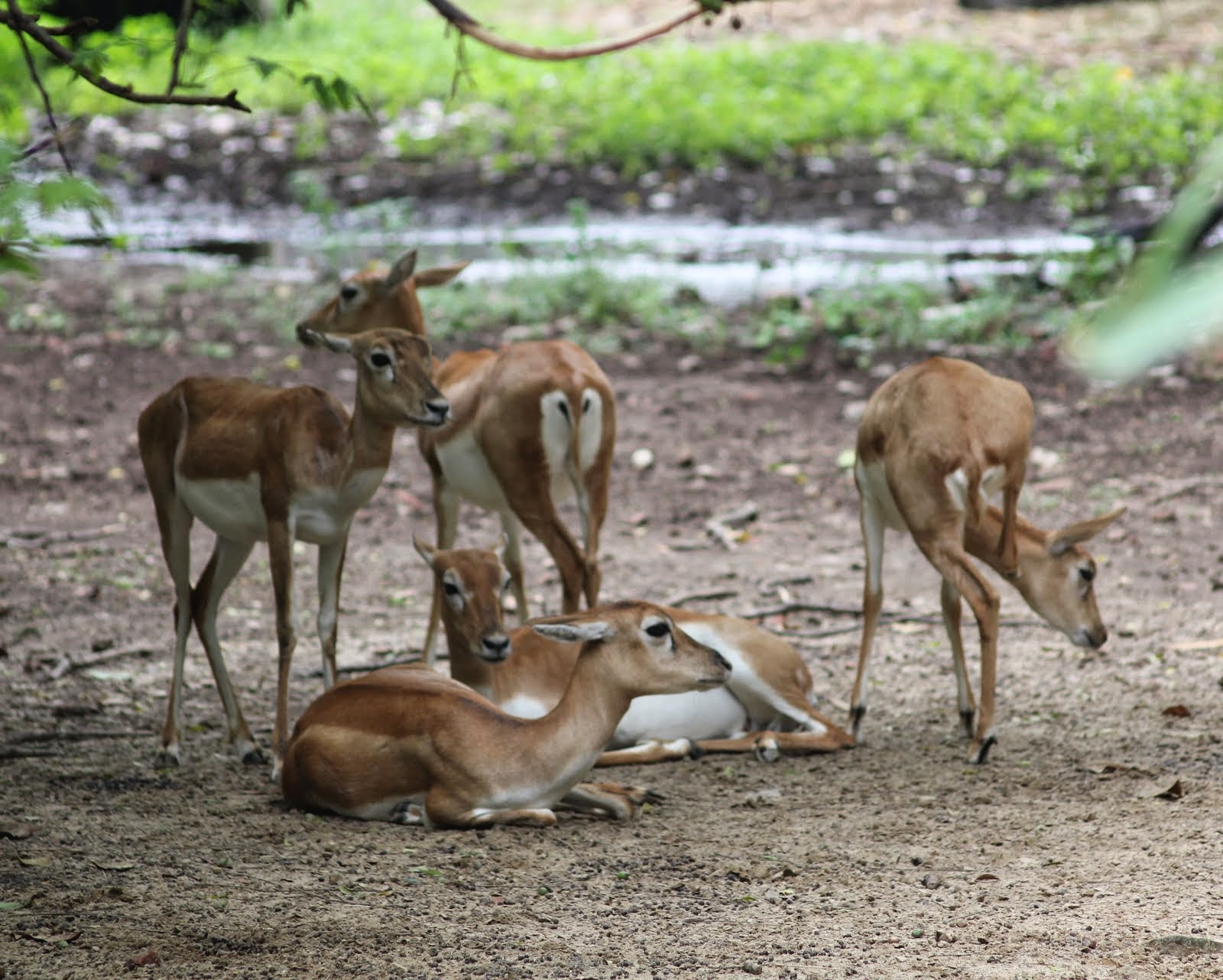 A flock