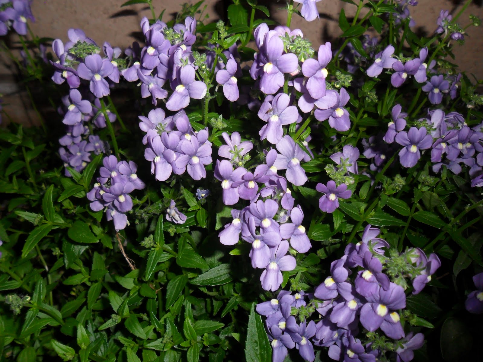 Zone 10 Garden Nemesia Blue Bird plant