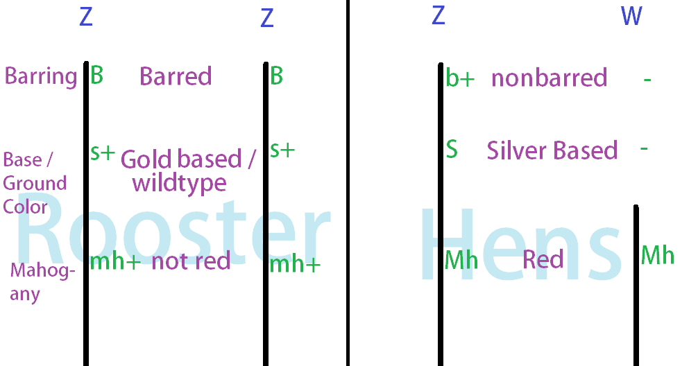 what is an allele for dummies