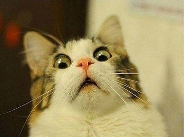 reaction-cat.jpg
