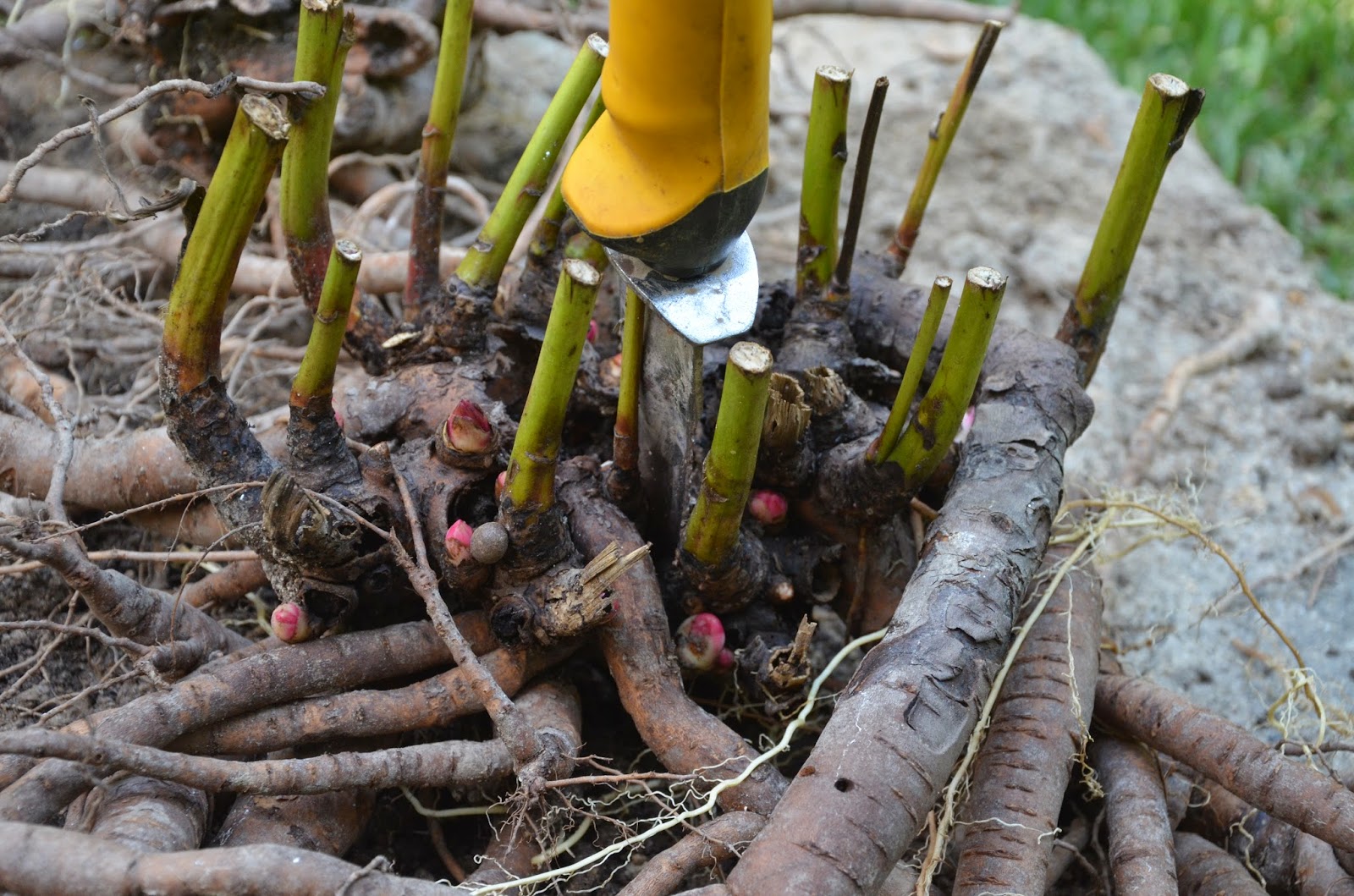 Southern Peony roots