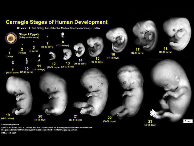 Medical Addicts Stages of Human Development