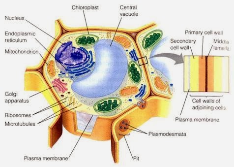 Teori Teori Sel Menurut Para Ahli Teori Teori Sel Menurut Para Ahli
