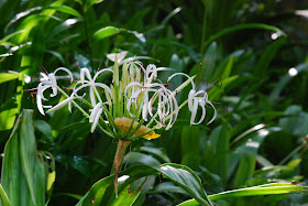 Tropical Spice Gardens Penang