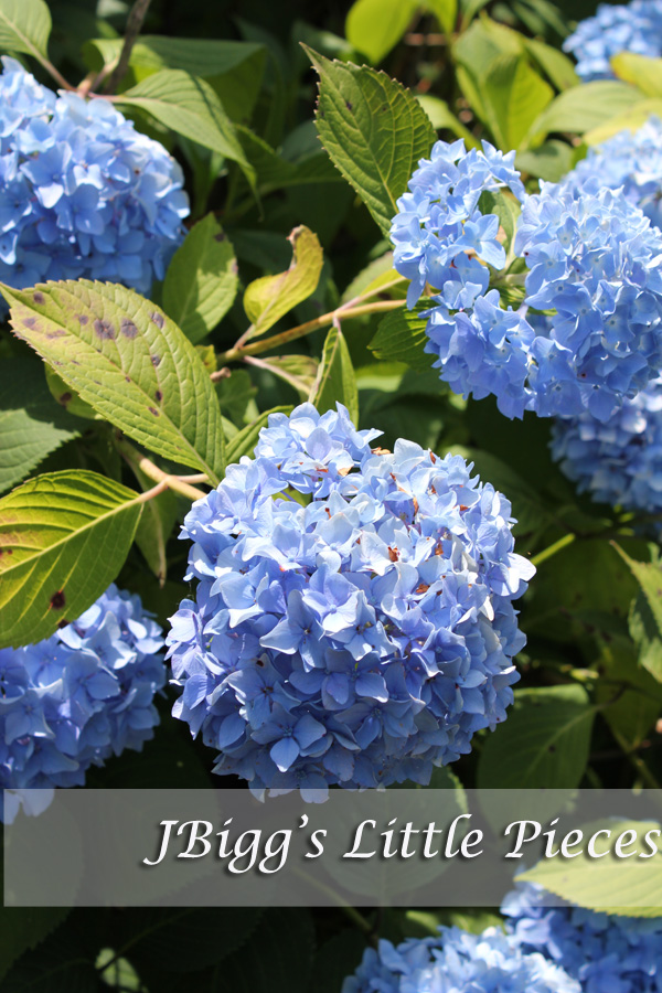 JBigg Life in Kentucky Hydrangea Hunting